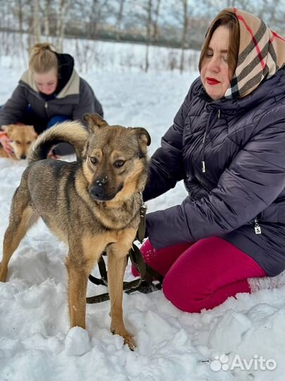 Чудесный пёс из приюта