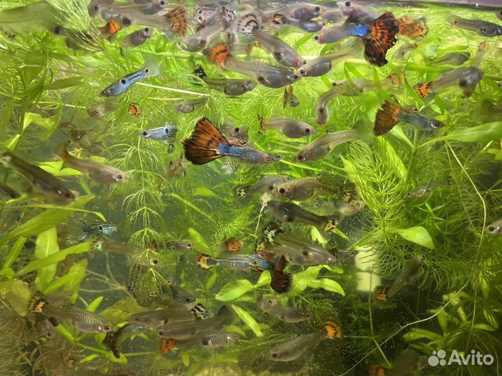 Аквариумные рыбки гуппи