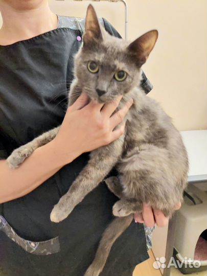 Серая кошка (типаж русская голубая)