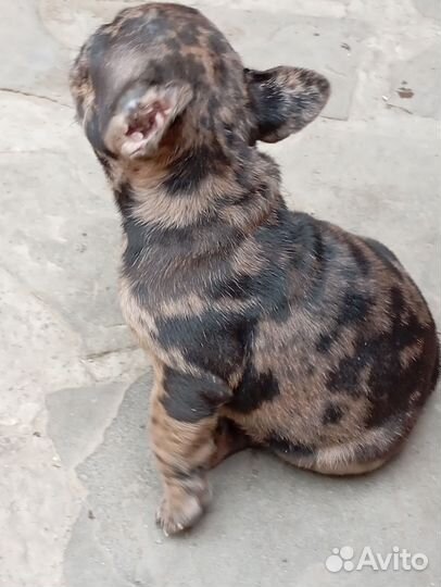 Французский бульдог щенки