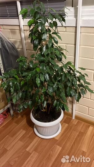 Фикус бенджамина