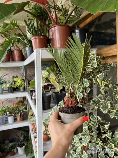 Пальма Цикас революта