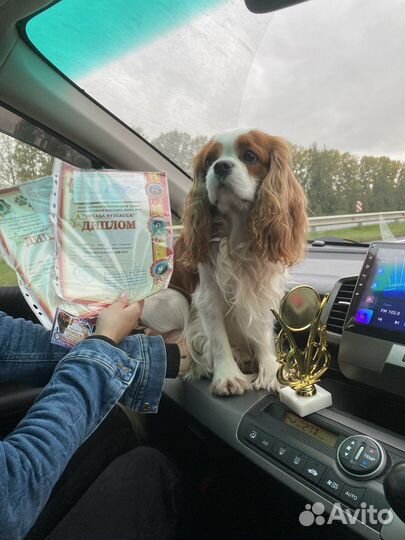 Спаниель вязка