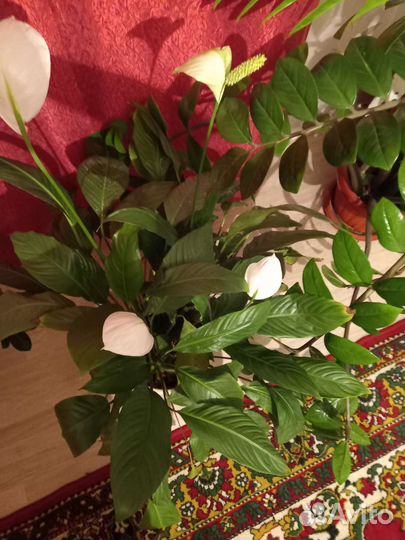 Замиокулькас и спатифиллум(женское счастье)