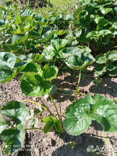 Саженцы клубники купчиха