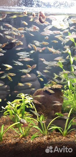 Аквариумные рыбки