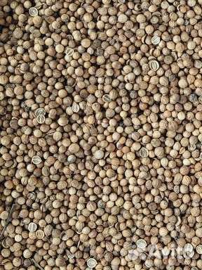 Семена кинзы