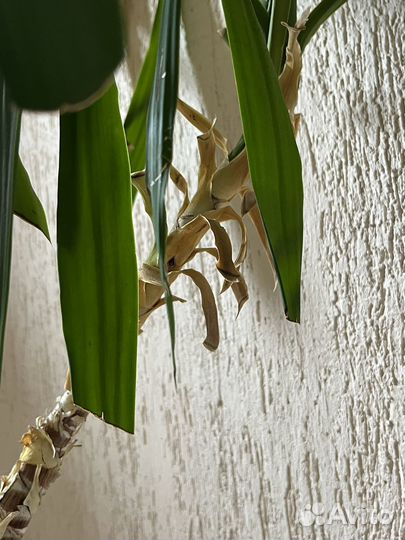 Драцена / юкка