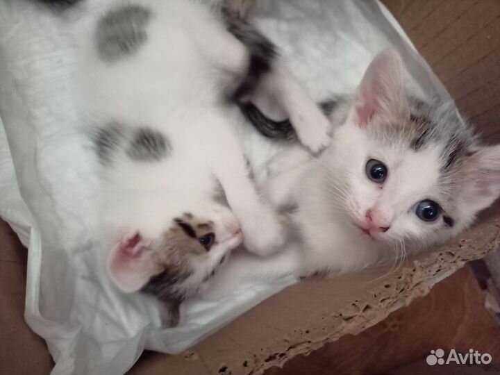 Котята в дар