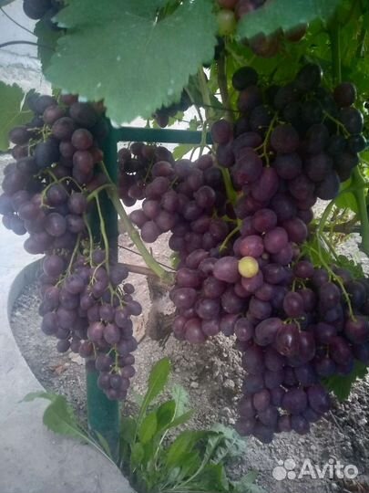 Черенки винограда