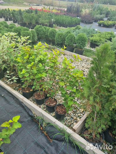 Пузыреплодник калинолистный Лютеус