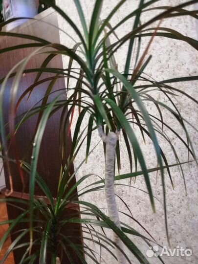 Драцена, фикус