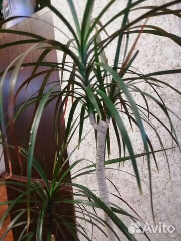 Драцена, фикус