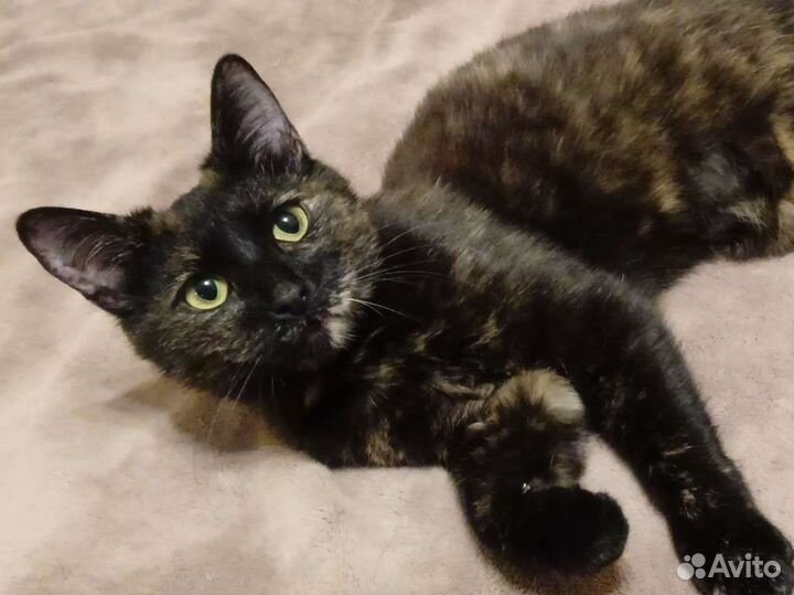 Кошка Маруся