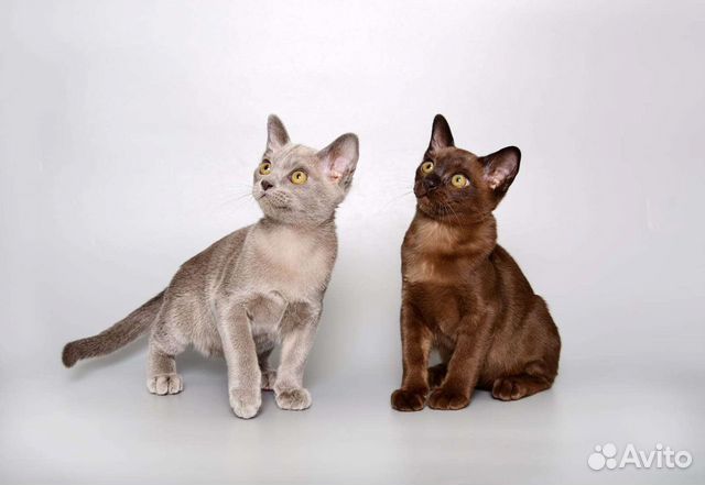 Бурма котята (европейская бурманская) объявление продам
