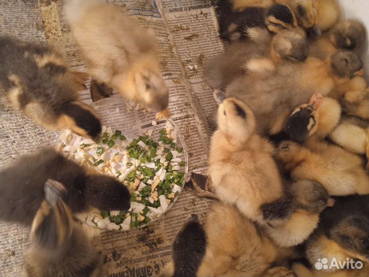 Утята суточные