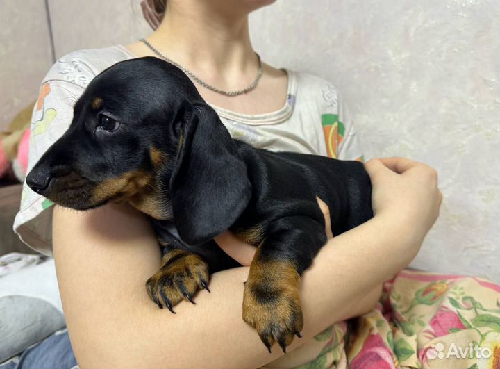 Такса стандартная