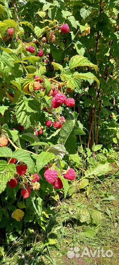 Саженцы малины и ежевики