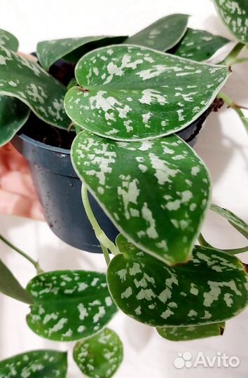 Сциндапсус Пиктус