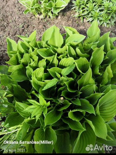 Саженцы хосты