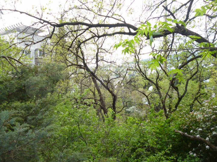 Участок 8 сот. (ИЖС)