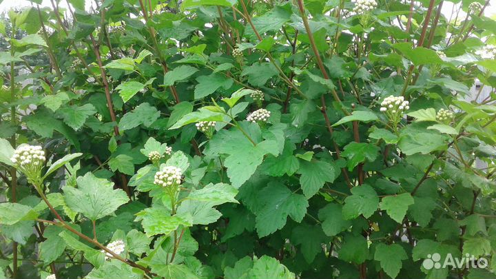 Декоративные кустарники для сада