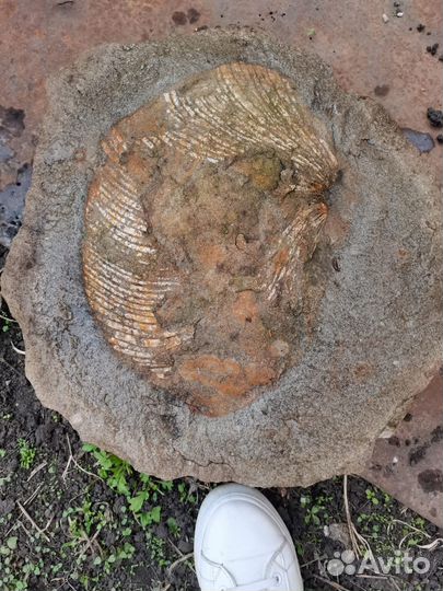Окаменелая ракушка