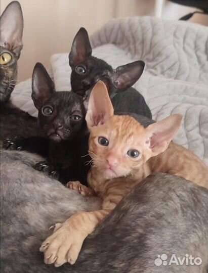 Котята корниш-рекс