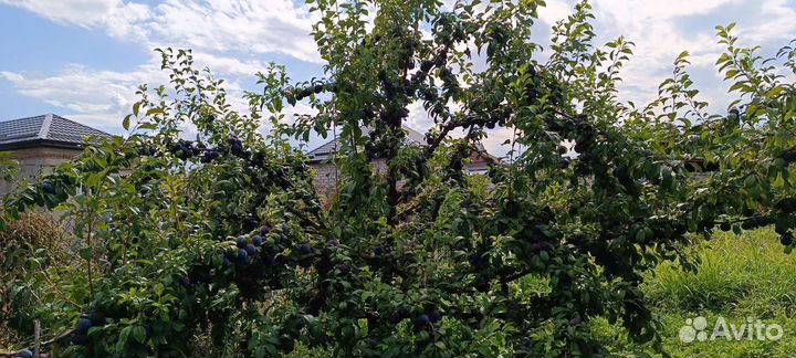 Слива анжелина