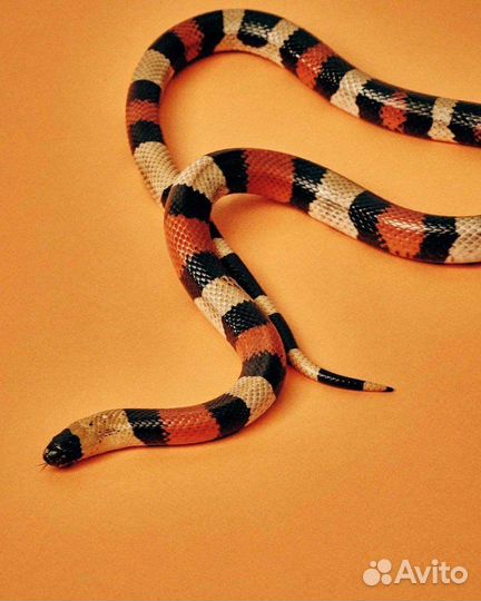 Аренда змей, ящериц, лягушек и тд для фотосессии