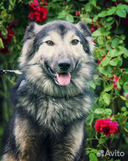 Собака в добрые руки