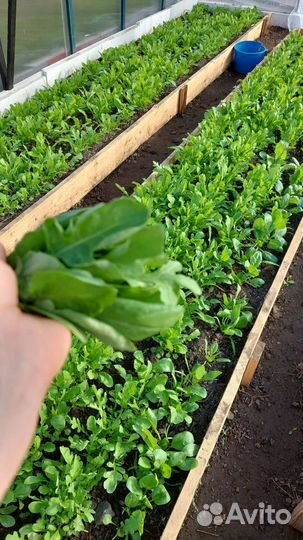 Шпинат, руккола, зелень mix