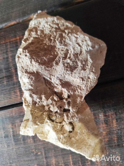 Окаменелость с отпечатком древних моллюсков