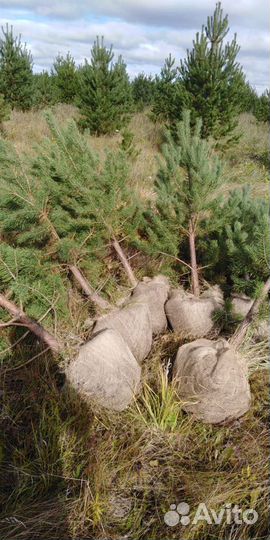 Сосна обыкновенная, Оптом