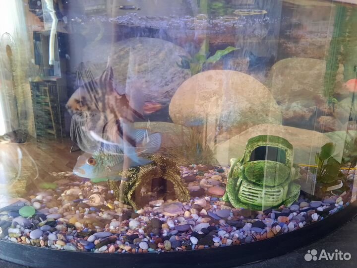 Аквариум с рыбами