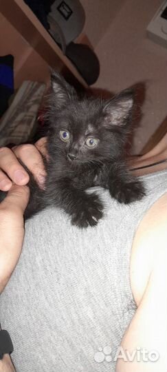 Котенок-мальчик в добрые руки