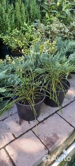 Туя Випкорд