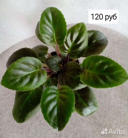 Фиалка трейлер