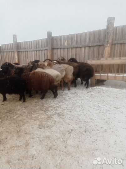 Баран на племя