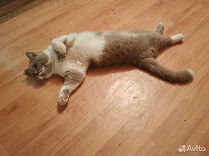 Передержка котиков, кошек, котят Казань