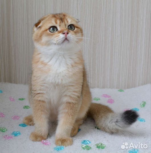 Шотландские котята