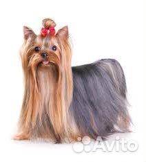 Стрижка собак и кошек