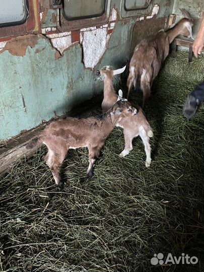 Нубийские козы