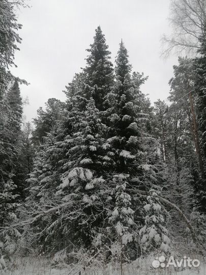 Ель новогодняя