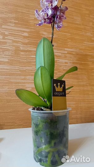 Орхидея фаленопсис Art Nouveau бабочка