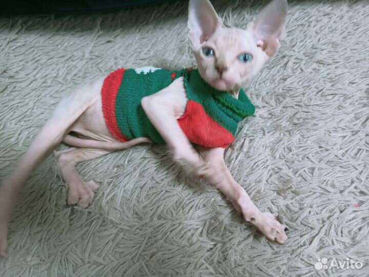 Канадский сфинкс девочка