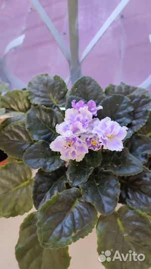 Фиалки цветущие