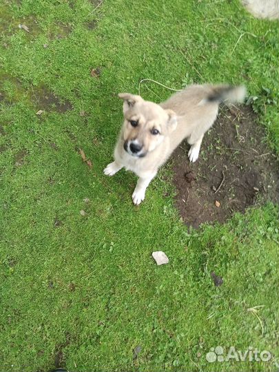 Западно сибирская лайка