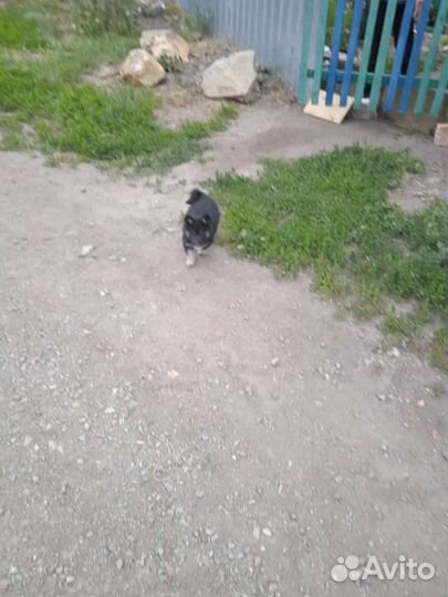 Лайка, щенки