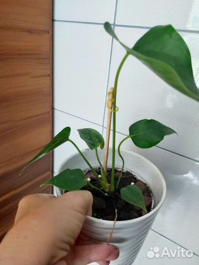 Антуриум Ред Чемпион